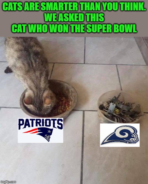 smarty cat | CATS ARE SMARTER THAN YOU THINK.
WE ASKED THIS CAT WHO WON THE SUPER BOWL | image tagged in super bowl,cats | made w/ Imgflip meme maker