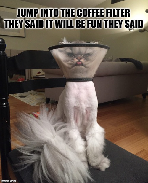 silly cat | JUMP INTO THE COFFEE FILTER THEY SAID IT WILL BE FUN THEY SAID | image tagged in cats,coffee filter | made w/ Imgflip meme maker
