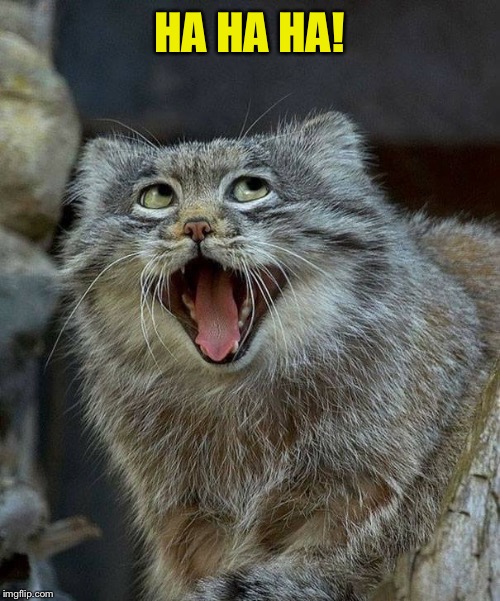 Laughing Cat | HA HA HA! | image tagged in laughing cat | made w/ Imgflip meme maker