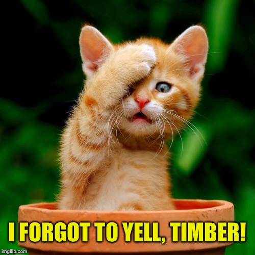 Cat face palm  | I FORGOT TO YELL, TIMBER! | image tagged in cat face palm | made w/ Imgflip meme maker