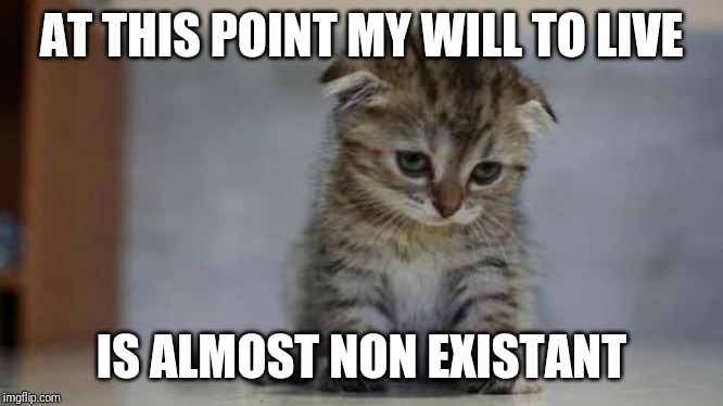 Sad kitten | AT THIS POINT MY WILL TO LIVE; IS ALMOST NON EXISTANT | image tagged in sad kitten | made w/ Imgflip meme maker