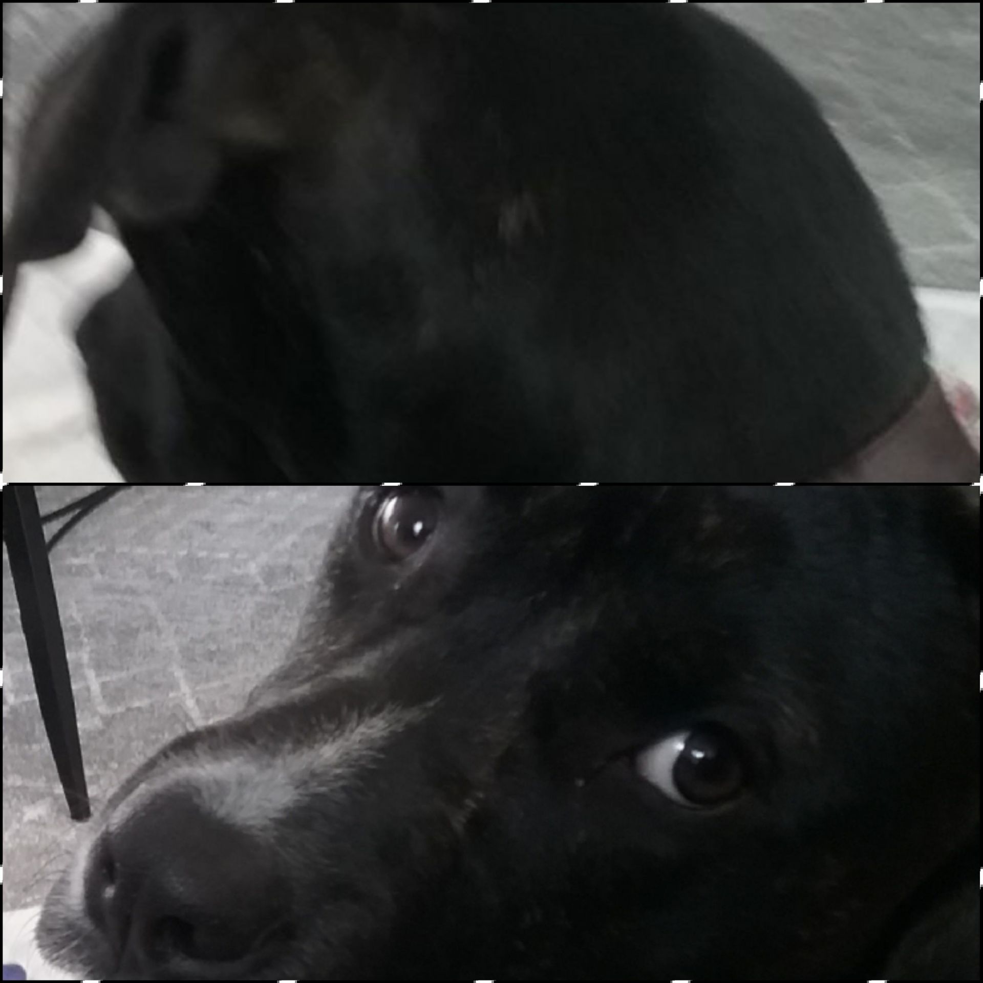 "What?" Dog. Blank Meme Template