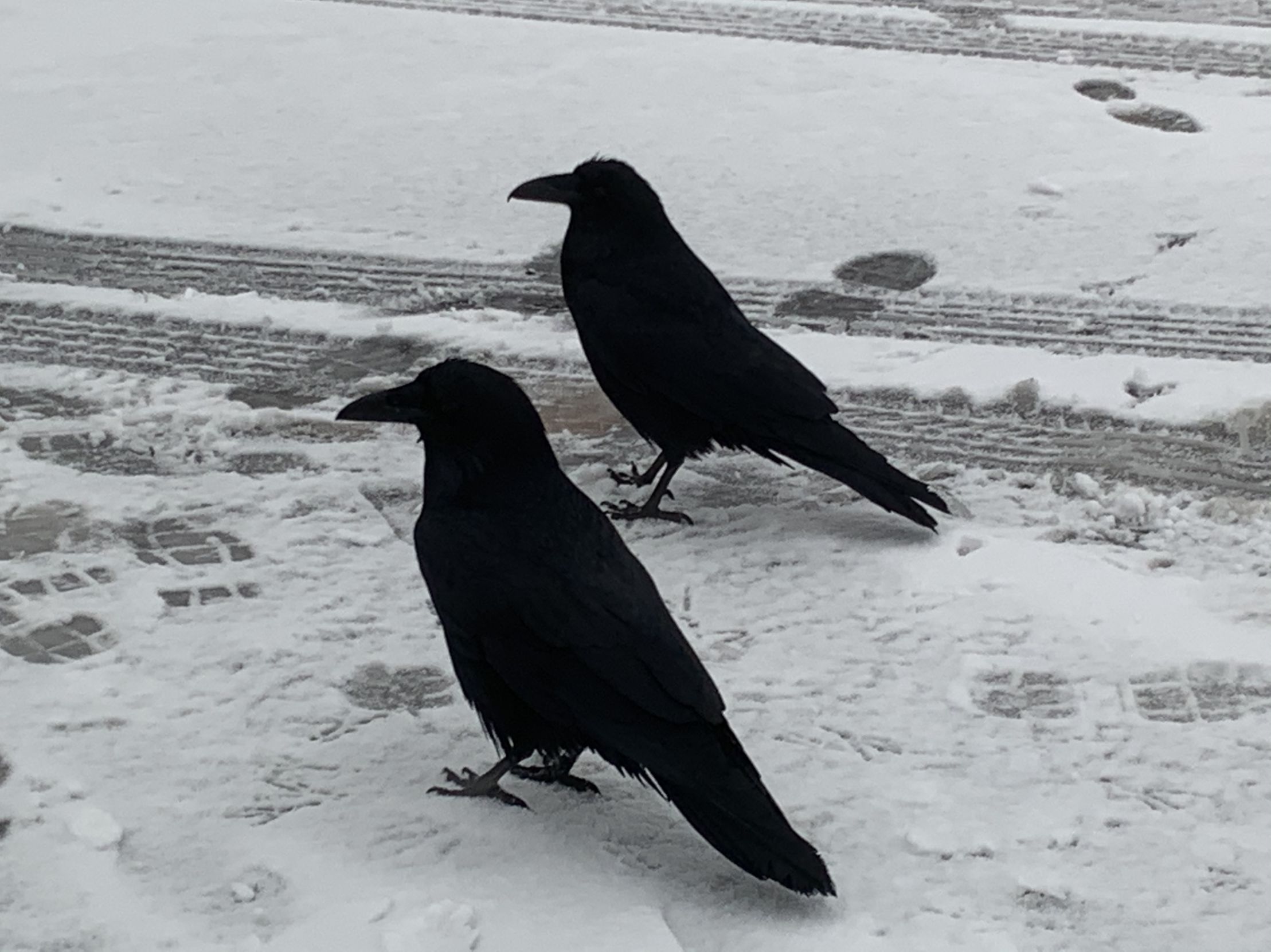 High Quality Two Crows Blank Meme Template