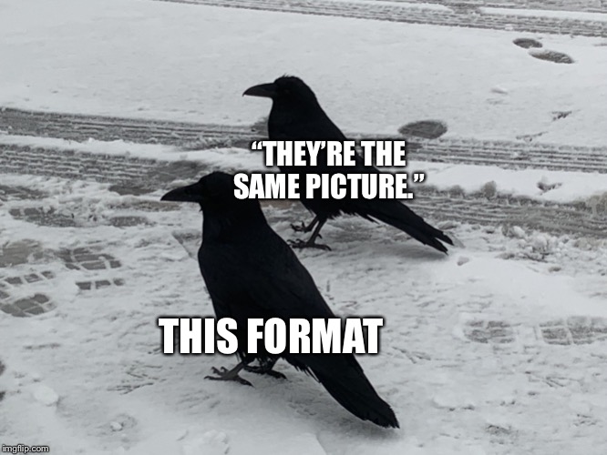 Identical Crows. They’re the same crow. | “THEY’RE THE SAME PICTURE.”; THIS FORMAT | image tagged in two crows,memes,funny,crows,arizona,same | made w/ Imgflip meme maker