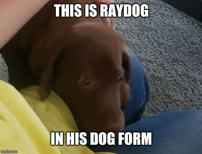 Happy Dog | THIS IS RAYDOG; IN HIS DOG FORM | image tagged in happy dog | made w/ Imgflip meme maker