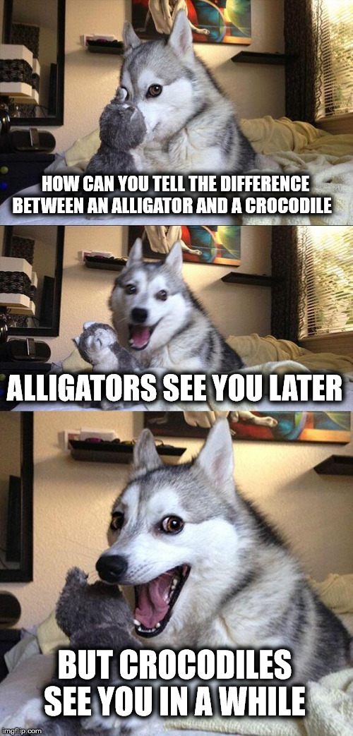 Bad Pun Dog | HOW CAN YOU TELL THE DIFFERENCE BETWEEN AN ALLIGATOR AND A CROCODILE; ALLIGATORS SEE YOU LATER; BUT CROCODILES SEE YOU IN A WHILE | image tagged in memes,bad pun dog,bill haley and the comets | made w/ Imgflip meme maker