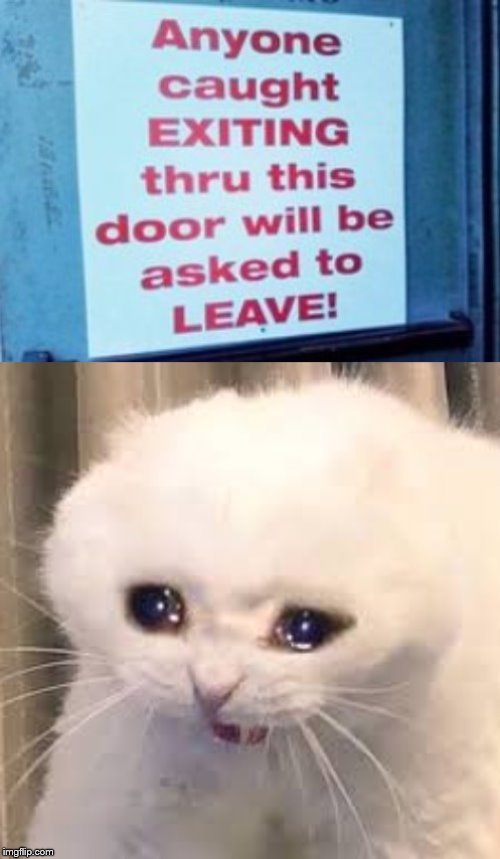 poor choice of exit | image tagged in sad cat | made w/ Imgflip meme maker