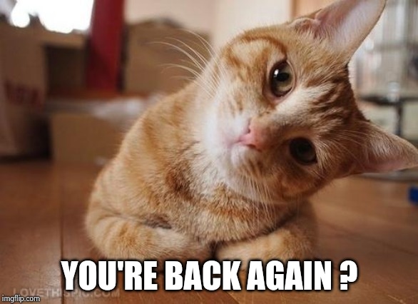 Curious Question Cat | YOU'RE BACK AGAIN ? | image tagged in curious question cat | made w/ Imgflip meme maker