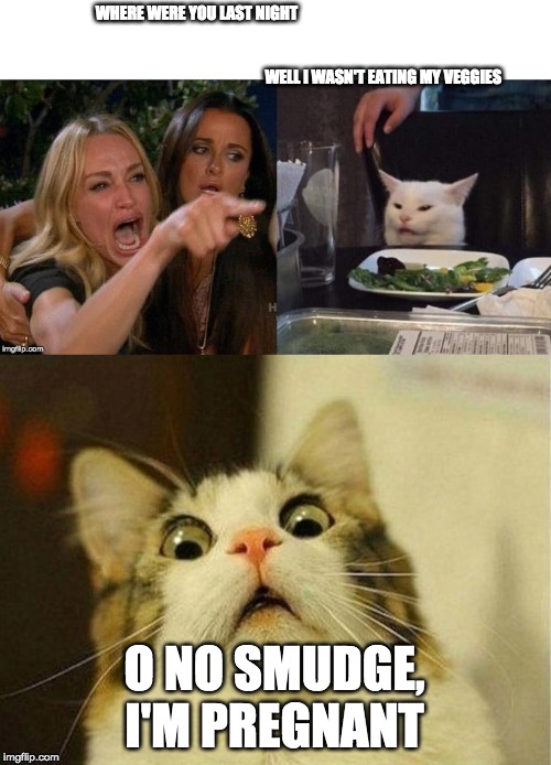 WHERE WERE YOU LAST NIGHT                                                                                                                                  
                                                                                                                                                                        WELL I WASN'T EATING MY VEGGIES; O NO SMUDGE, I'M PREGNANT | image tagged in memes,scared cat | made w/ Imgflip meme maker