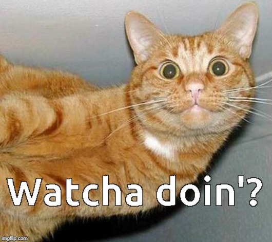watcha doin? | image tagged in curious cat,cat humor,whazzup | made w/ Imgflip meme maker