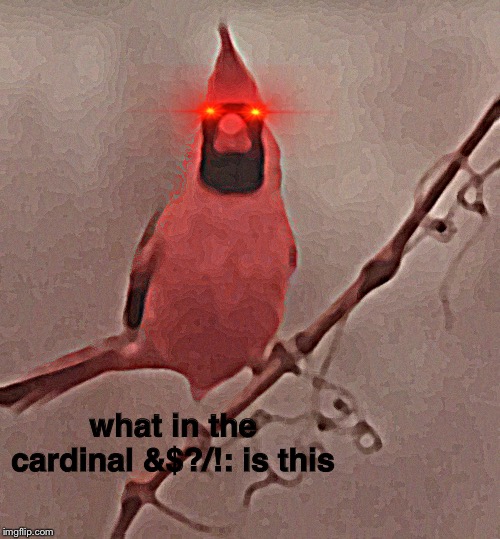 what in the cardinal &$?/!: is this | made w/ Imgflip meme maker