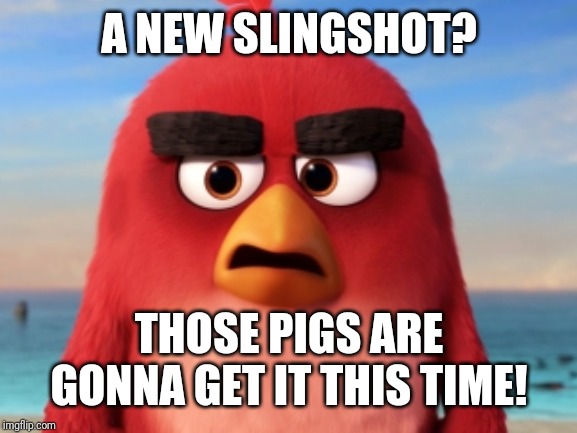 Angry Birds | A NEW SLINGSHOT? THOSE PIGS ARE GONNA GET IT THIS TIME! | image tagged in angry birds | made w/ Imgflip meme maker