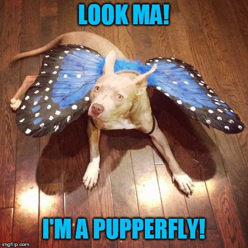 LOOK MA! I'M A PUPPERFLY! | made w/ Imgflip meme maker
