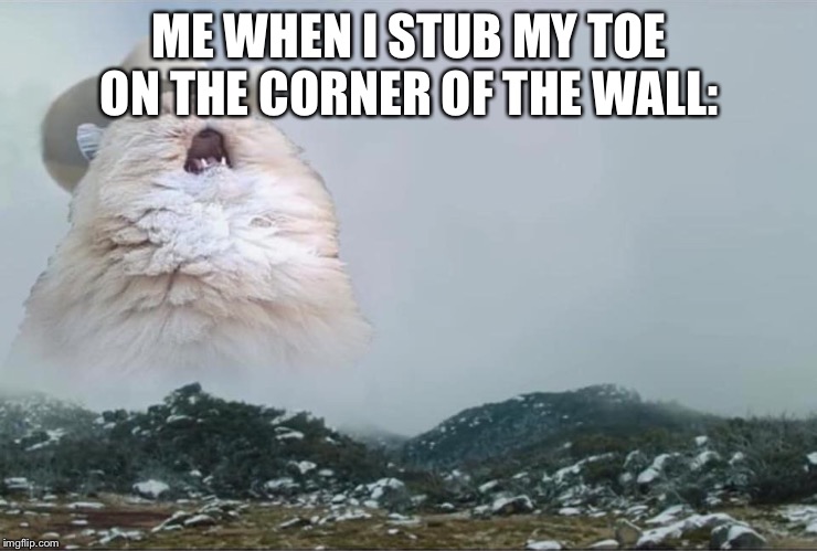 Screaming Cowboy Cat | ME WHEN I STUB MY TOE ON THE CORNER OF THE WALL: | image tagged in screaming cowboy cat | made w/ Imgflip meme maker