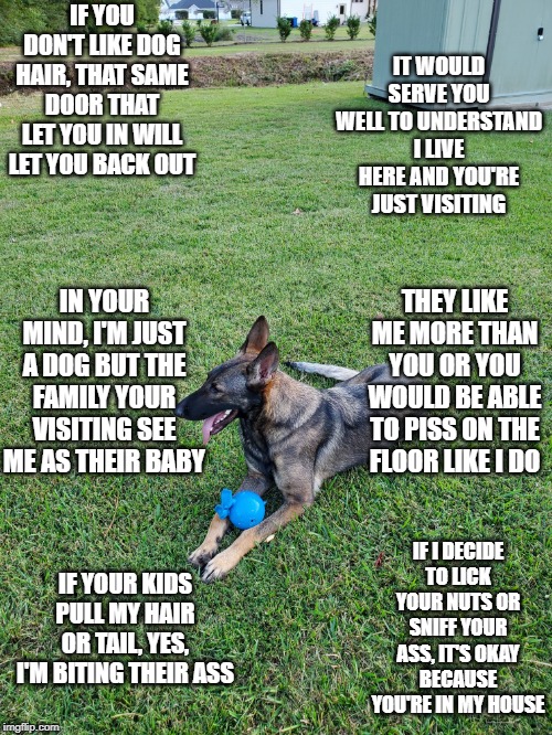 IT WOULD SERVE YOU WELL TO UNDERSTAND I LIVE HERE AND YOU'RE JUST VISITING; IF YOU DON'T LIKE DOG HAIR, THAT SAME DOOR THAT LET YOU IN WILL LET YOU BACK OUT; IN YOUR MIND, I'M JUST A DOG BUT THE FAMILY YOUR VISITING SEE ME AS THEIR BABY; THEY LIKE ME MORE THAN YOU OR YOU WOULD BE ABLE TO PISS ON THE FLOOR LIKE I DO; IF I DECIDE TO LICK YOUR NUTS OR SNIFF YOUR ASS, IT'S OKAY BECAUSE YOU'RE IN MY HOUSE; IF YOUR KIDS PULL MY HAIR OR TAIL, YES, I'M BITING THEIR ASS | image tagged in dog | made w/ Imgflip meme maker