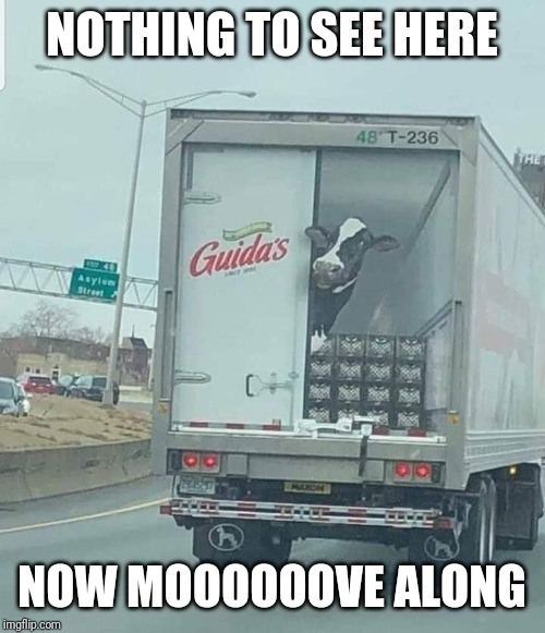 Moooove along | NOTHING TO SEE HERE; NOW MOOOOOOVE ALONG | image tagged in cow | made w/ Imgflip meme maker