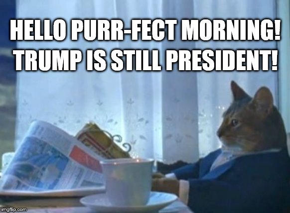 I Should Buy A Boat Cat | HELLO PURR-FECT MORNING! TRUMP IS STILL PRESIDENT! | image tagged in memes,i should buy a boat cat | made w/ Imgflip meme maker