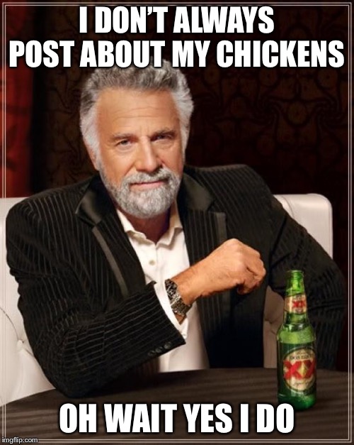 The Most Interesting Man In The World | I DON’T ALWAYS POST ABOUT MY CHICKENS; OH WAIT YES I DO | image tagged in memes,the most interesting man in the world | made w/ Imgflip meme maker