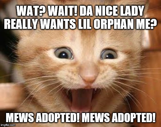 Excited Cat | WAT? WAIT! DA NICE LADY REALLY WANTS LIL ORPHAN ME? MEWS ADOPTED! MEWS ADOPTED! | image tagged in memes,excited cat | made w/ Imgflip meme maker