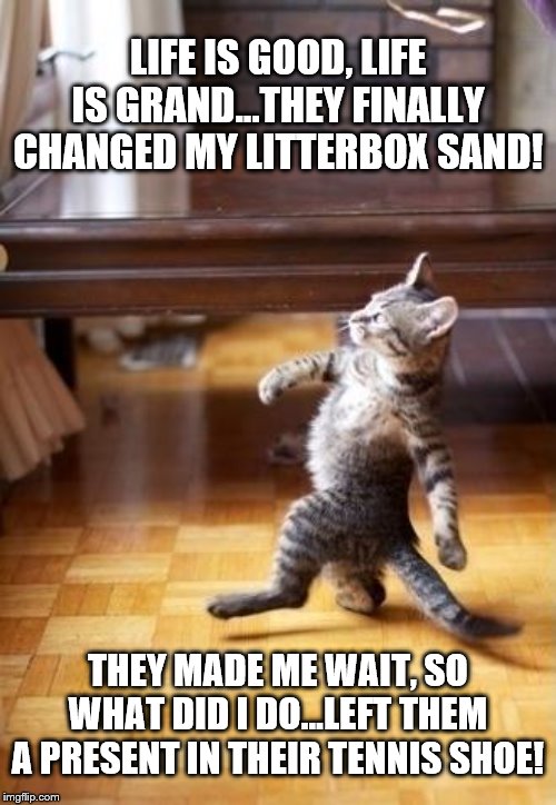 Cool Cat Stroll | LIFE IS GOOD, LIFE IS GRAND...THEY FINALLY CHANGED MY LITTERBOX SAND! THEY MADE ME WAIT, SO WHAT DID I DO...LEFT THEM A PRESENT IN THEIR TENNIS SHOE! | image tagged in memes,cool cat stroll | made w/ Imgflip meme maker