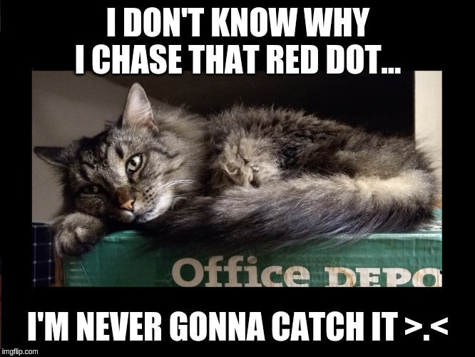 Poor Loki can't cant catch the Red Dot :( | I DON'T KNOW WHY I CHASE THAT RED DOT... I'M NEVER GONNA CATCH IT >.< | image tagged in loki,loki cat,red dot,sad cat | made w/ Imgflip meme maker
