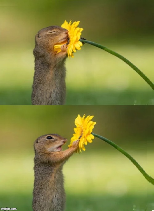 Squirrel Smelling Flower | image tagged in squirrel smelling flower | made w/ Imgflip meme maker