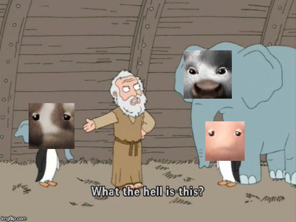 Noah what the hell is this | image tagged in noah what the hell is this | made w/ Imgflip meme maker