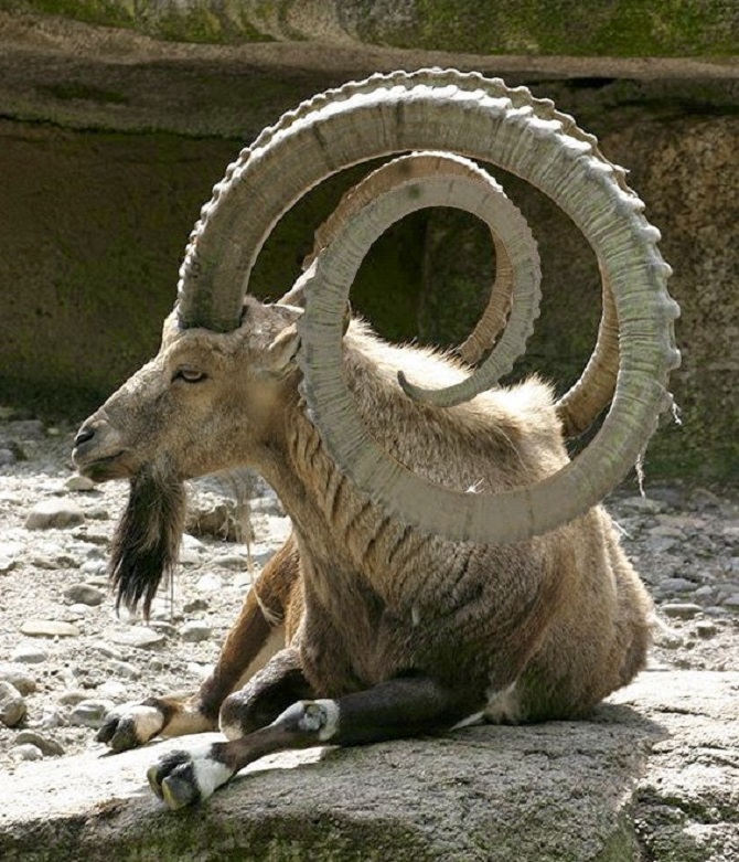 satanic goat horns Blank Meme Template
