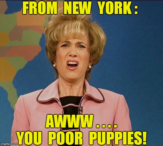 FROM  NEW  YORK : AWWW . . . . YOU  POOR  PUPPIES! | made w/ Imgflip meme maker