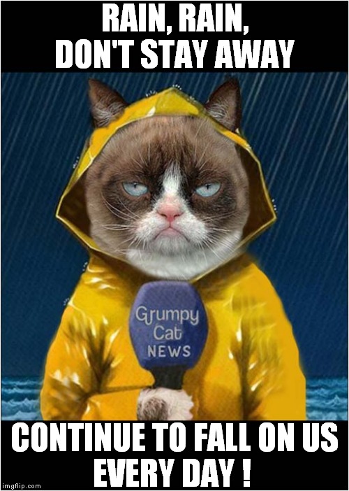Grumpys Weather Forecast Wish | RAIN, RAIN, DON'T STAY AWAY; CONTINUE TO FALL ON US; EVERY DAY ! | image tagged in fun,grumpy cat,rain,weather | made w/ Imgflip meme maker