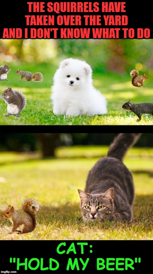Cat & Dog Pals | THE SQUIRRELS HAVE TAKEN OVER THE YARD AND I DON'T KNOW WHAT TO DO; CAT: "HOLD MY BEER" | image tagged in cat,dog,squirrel,meme,cat meme,hunter | made w/ Imgflip meme maker