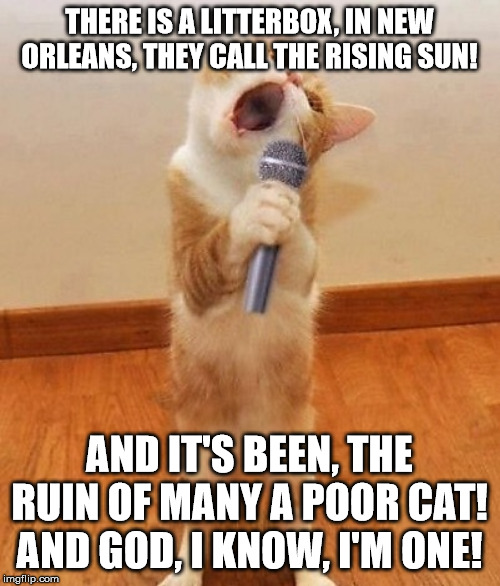 Well, this song was performed by "The Animals", or is this too literally? | THERE IS A LITTERBOX, IN NEW ORLEANS, THEY CALL THE RISING SUN! AND IT'S BEEN, THE RUIN OF MANY A POOR CAT! AND GOD, I KNOW, I'M ONE! | image tagged in cat,the animals,rising sun | made w/ Imgflip meme maker