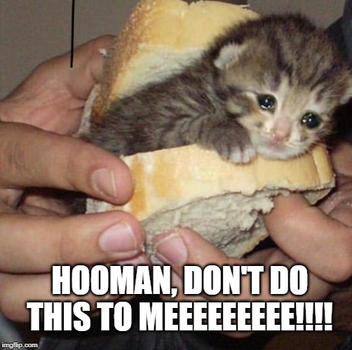 HOOMAN, DON'T DO THIS TO MEEEEEEEEE!!!! | image tagged in cats,funny,funny memes,meme,memes | made w/ Imgflip meme maker