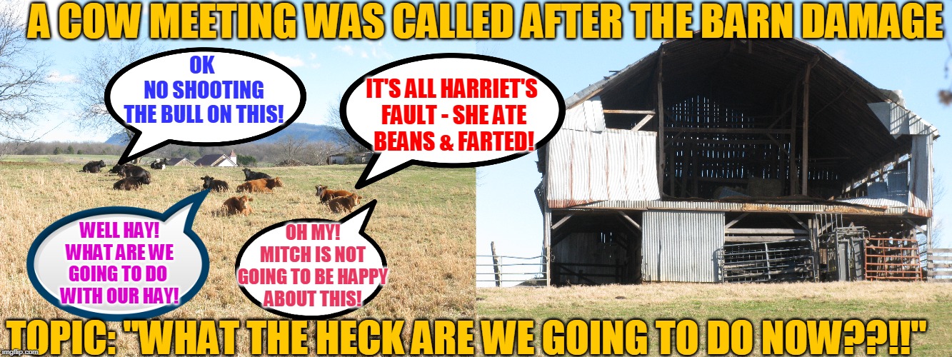 A COW MEETING WAS CALLED AFTER THE BARN DAMAGE; OK 
NO SHOOTING
THE BULL ON THIS! IT'S ALL HARRIET'S 
FAULT - SHE ATE
BEANS & FARTED! WELL HAY!
WHAT ARE WE
GOING TO DO 
WITH OUR HAY! OH MY!
MITCH IS NOT
GOING TO BE HAPPY
ABOUT THIS! TOPIC: "WHAT THE HECK ARE WE GOING TO DO NOW??!!" | made w/ Imgflip meme maker