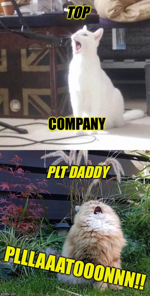 TOP; COMPANY; PLT DADDY; PLLLAAATOOONNN!! | image tagged in cat singing into a microphone,singing cat | made w/ Imgflip meme maker