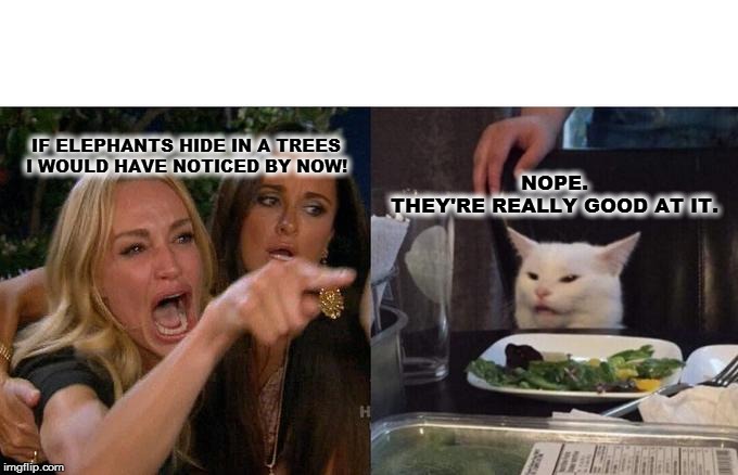 Woman Yelling At Cat Meme | IF ELEPHANTS HIDE IN A TREES 
I WOULD HAVE NOTICED BY NOW! NOPE.
THEY'RE REALLY GOOD AT IT. | image tagged in memes,woman yelling at cat | made w/ Imgflip meme maker