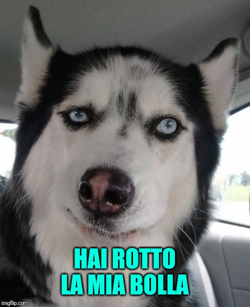 Sceptical Dog | HAI ROTTO LA MIA BOLLA | image tagged in sceptical dog | made w/ Imgflip meme maker