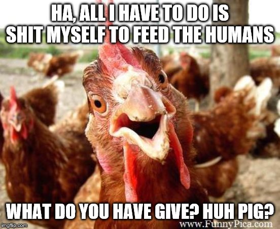 Chicken | HA, ALL I HAVE TO DO IS SHIT MYSELF TO FEED THE HUMANS WHAT DO YOU HAVE GIVE? HUH PIG? | image tagged in chicken | made w/ Imgflip meme maker