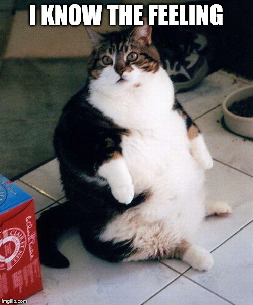 fat cat | I KNOW THE FEELING | image tagged in fat cat | made w/ Imgflip meme maker