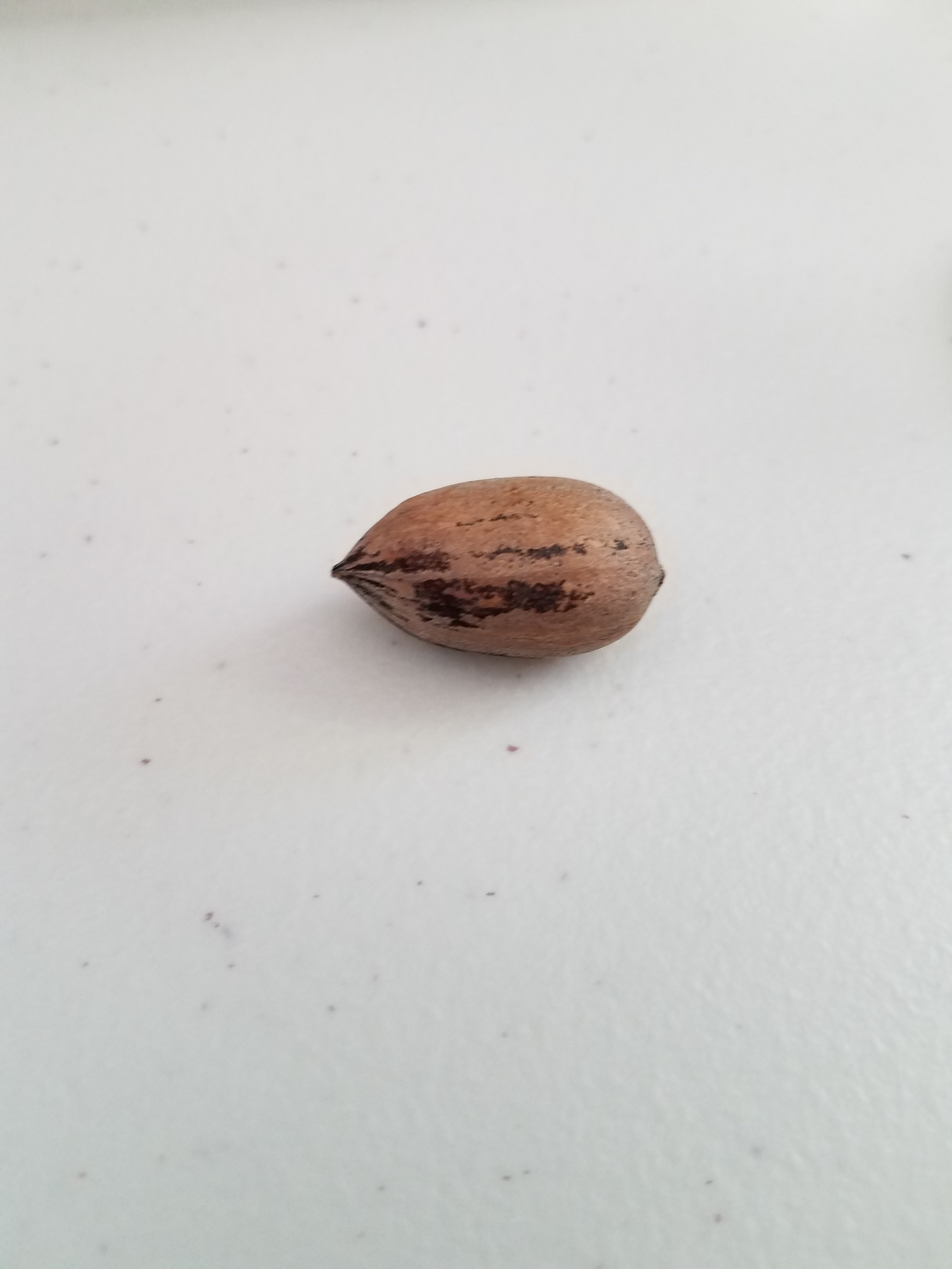 High Quality Pecan Blank Meme Template