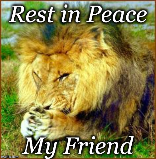 lion | Rest in Peace; My Friend | image tagged in lion | made w/ Imgflip meme maker