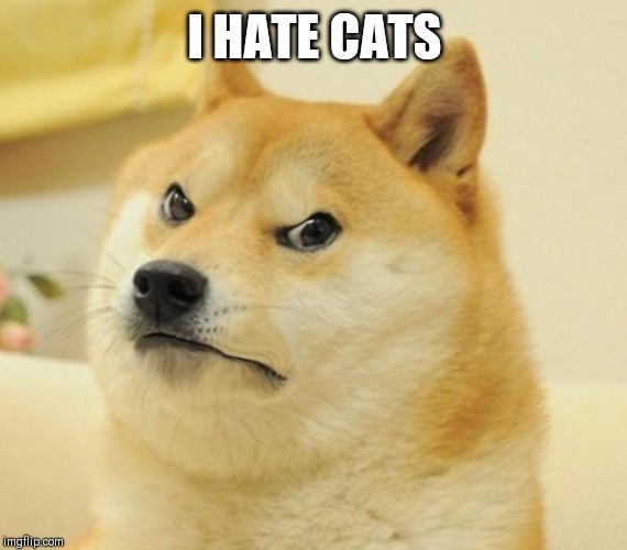 AngryDoge | I HATE CATS | image tagged in angrydoge | made w/ Imgflip meme maker