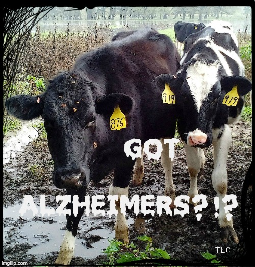cow talk | image tagged in cows | made w/ Imgflip meme maker
