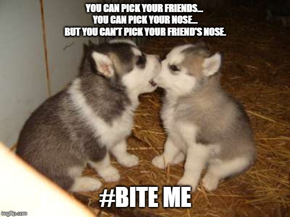 Cute Puppies | YOU CAN PICK YOUR FRIENDS... 
YOU CAN PICK YOUR NOSE...
BUT YOU CAN'T PICK YOUR FRIEND'S NOSE. #BITE ME | image tagged in memes,cute puppies | made w/ Imgflip meme maker