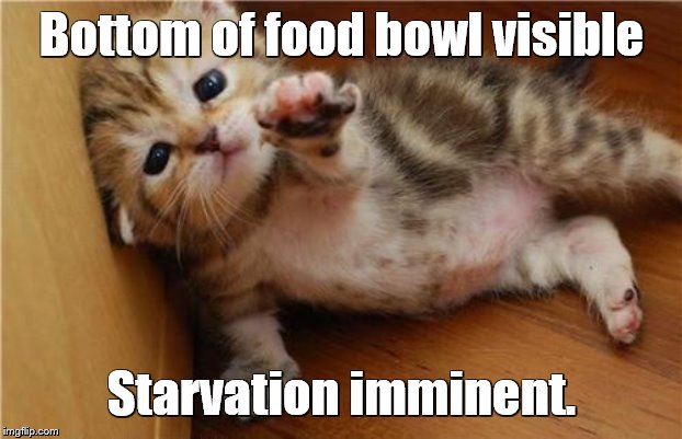 Help Me Kitten | Bottom of food bowl visible Starvation imminent. | image tagged in help me kitten | made w/ Imgflip meme maker