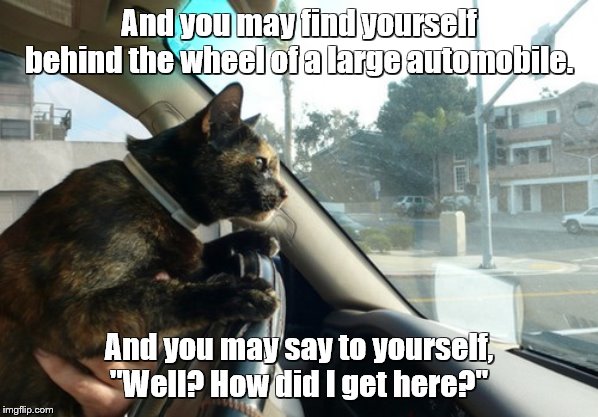 Driving Miss Kitty - or is it Miss Kitty driving? | And you may find yourself behind the wheel of a large automobile. And you may say to yourself, "Well? How did I get here?" | image tagged in cats,funny cats,driving,cars,songs,song lyrics | made w/ Imgflip meme maker