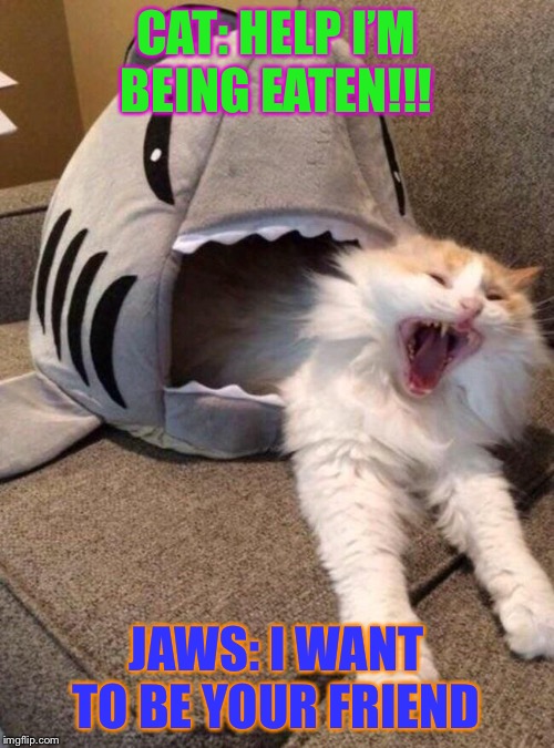 Jaws the Cat | CAT: HELP I’M BEING EATEN!!! JAWS: I WANT TO BE YOUR FRIEND | image tagged in jaws the cat | made w/ Imgflip meme maker