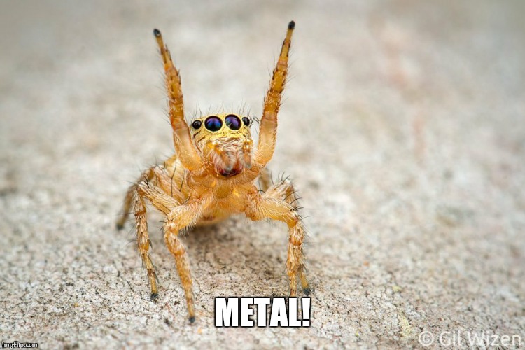 Cute Spider Israel | METAL! | image tagged in cute spider israel | made w/ Imgflip meme maker