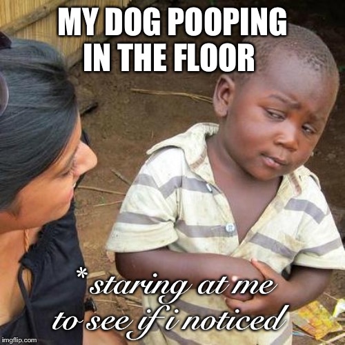 Third World Skeptical Kid Meme | MY DOG POOPING IN THE FLOOR; * staring at me to see if i noticed | image tagged in memes,third world skeptical kid | made w/ Imgflip meme maker