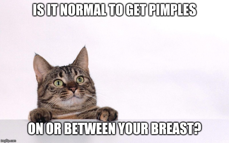 Curious cat | IS IT NORMAL TO GET PIMPLES; ON OR BETWEEN YOUR BREAST? | image tagged in curious cat | made w/ Imgflip meme maker